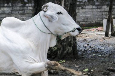 Ongole Crossbred sığırları ya da Java İneği ya da Beyaz İnek ya da sapi peranakan ongole (PO) ya da Bos taurus Endonezya 'nın geleneksel çiftliğindeki en büyük sığırlardır. Geleneksel çiftlik hayvanı yetiştiriciliği.