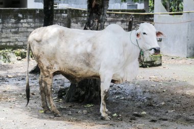 Ongole Crossbred sığırları ya da Java İneği ya da Beyaz İnek ya da sapi peranakan ongole (PO) ya da Bos taurus Endonezya 'nın geleneksel çiftliğindeki en büyük sığırlardır. Geleneksel çiftlik hayvanı yetiştiriciliği.