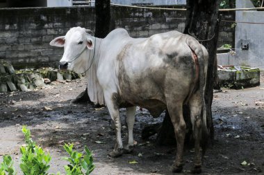 Ongole Crossbred sığırları ya da Java İneği ya da Beyaz İnek ya da sapi peranakan ongole (PO) ya da Bos taurus Endonezya 'nın geleneksel çiftliğindeki en büyük sığırlardır. Geleneksel çiftlik hayvanı yetiştiriciliği.