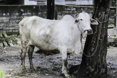 Ongole Crossbred sığırları ya da Java İneği ya da Beyaz İnek ya da sapi peranakan ongole (PO) ya da Bos taurus Endonezya 'nın geleneksel çiftliğindeki en büyük sığırlardır. Geleneksel çiftlik hayvanı yetiştiriciliği.