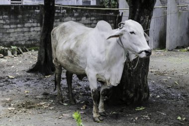 Ongole Crossbred sığırları ya da Java İneği ya da Beyaz İnek ya da sapi peranakan ongole (PO) ya da Bos taurus Endonezya 'nın geleneksel çiftliğindeki en büyük sığırlardır. Geleneksel çiftlik hayvanı yetiştiriciliği.