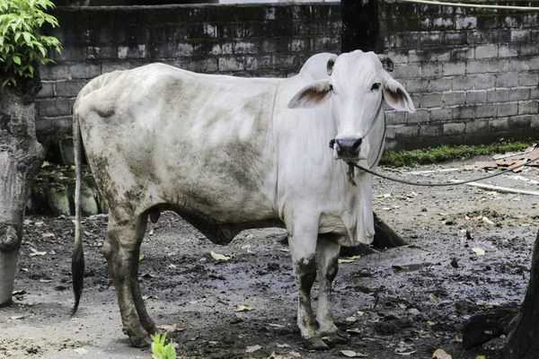 크로스 Javanese Cow White Cow Sapi Peranakan Ongole 타우루스 Bos — 스톡 사진