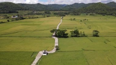 Pronosutan Manzaralı güzel yeşil pirinç tarlası, Yogyakarta, Endonezya