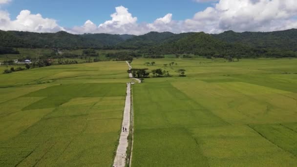 Légi Kilátás Gyönyörű Zöld Rizs Mező Közúti Pronosutan View Yogyakarta — Stock videók