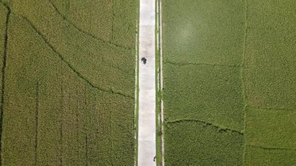 Luftaufnahme Eines Schönen Grünen Reisfeldes Mit Straße Pronosutan View Yogyakarta — Stockvideo