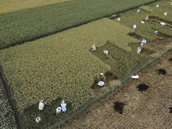 Vista Aerea Del Campo Riso Raccolto Agricoltore Insieme — Foto Stock