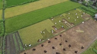 Çiftçinin pirinç tarlasını birlikte biçtiği hava manzarası. Yogyakarta, Endonezya - Mayıs 2021