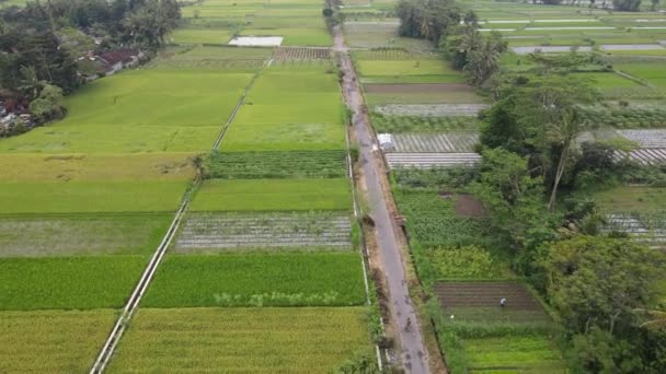 Luftaufnahme Des Traditionellen Indonesischen Dorfes Und Des Reisfeldes — Stockvideo