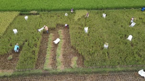 Vista Aérea Agricultor Colher Campo Arroz Juntos Yogyakarta Indonésia Maio — Vídeo de Stock