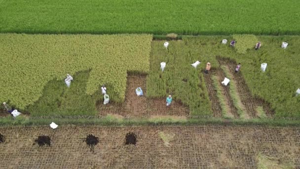 Luftaufnahme Von Landwirt Reisfeld Zusammen Ernten Yogyakarta Indonesien Mai 2021 — Stockvideo