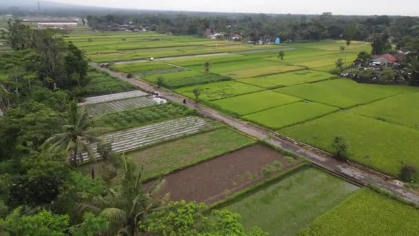 Uitzicht Vanuit Lucht Traditionele Dorps Rijstvelden Van Indonesië — Stockvideo