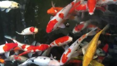 Turuncu Koi balık veya Fantezi sazan balık göletyüzme