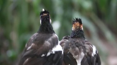 Fareli köyün Myna veya Asyalı sığırcık veya Jalak Suren (Gracupica contra), Endonezya 'dan yerel Myna kuşu
