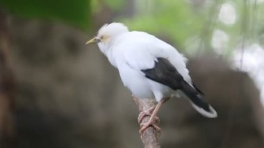 Beyaz Myna veya Kara Kanatlı Myna (Acridotheres Melanopterus) dalda. Endonezya 'dan güzel beyaz kuş.