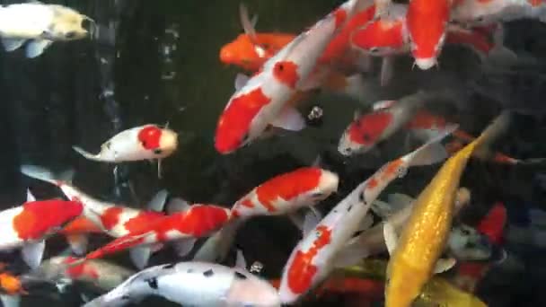 Oranje Koi Vissen Fancy Karper Vissen Zwemmen Vijver — Stockvideo