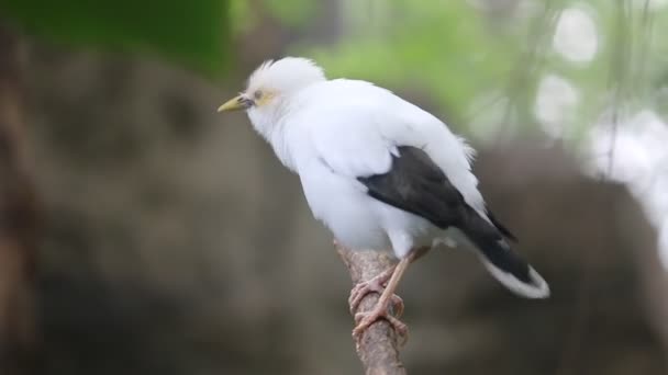 分枝上有白色的Myna或黑色翼的Myna Acridotheres Melanopterus 印度尼西亚来的美丽的白鸟 — 图库视频影像