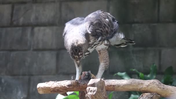 Brahmaanse Vlieger Haliastur Indus Reuzenvlieger Roofvogel — Stockvideo