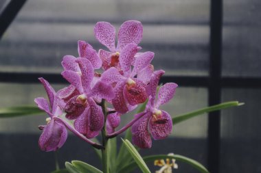 Güzellik ve tarım tasarımı için kış ya da bahar günü orkide bahçesinde orkide çiçeği. Mokara Orkidesi.