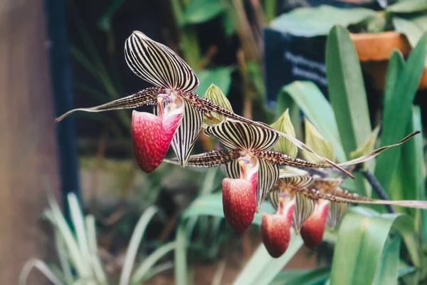 Güzel paphiopedilum orkidesini kapat (paphiopedilum glaucophyllum)