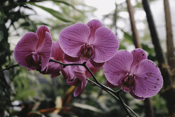 Mor Orkide Çiçeği Phalaenopsis Falaenopsis Veya Beyaz Arka Planda Falah — Stok fotoğraf