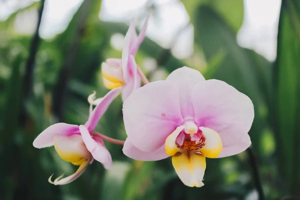 Phalaenopsis Güve Orkideleri Beyaz Pembe Orkideler — Stok fotoğraf