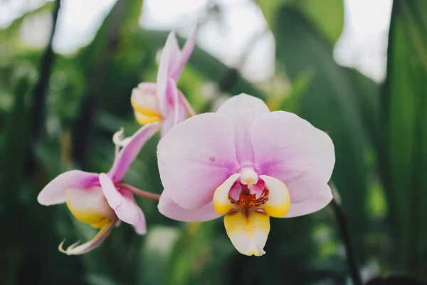 Phalaenopsis Güve Orkideleri Beyaz Pembe Orkideler — Stok fotoğraf