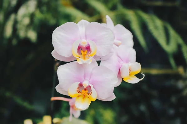 Phalaenopsis Güve Orkideleri Beyaz Pembe Orkideler — Stok fotoğraf