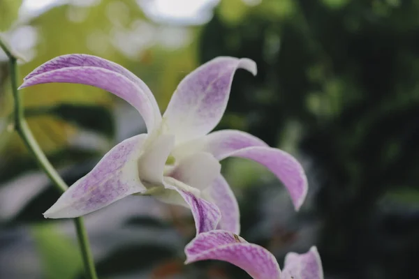 꽃피는 Dendrobium Bigibbuk Cooktown Orchid Mauve Butterfly Orchid Lilac Purple — 스톡 사진