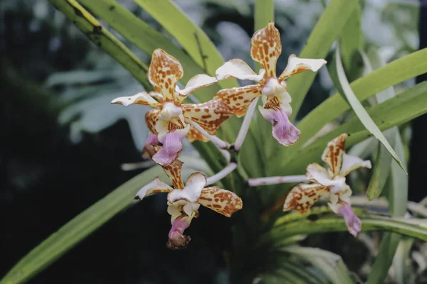 Beaterfull Cymbidium magic chocolate orchid close up. Cymbidium commonly known as boat orchids