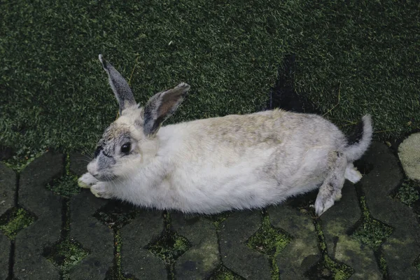 Weißes Kaninchen Freiland Nahaufnahme Kaninchen Der Landwirtschaft Bauernhof Kaninchen Sind — Stockfoto