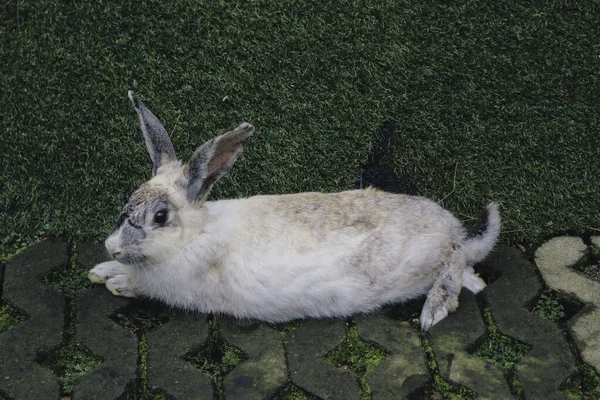 Weißes Kaninchen Freiland Nahaufnahme Kaninchen Der Landwirtschaft Bauernhof Kaninchen Sind — Stockfoto