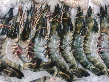 Çelik masada izole edilmiş beyaz tabakta çiğ karides veya karides.