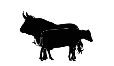 Boğa ve ineğin vektör silueti. Hayvan ve sığır eti sembolü.