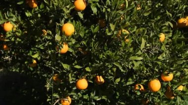 Olgun portakallı portakal ağacı, dolly shot