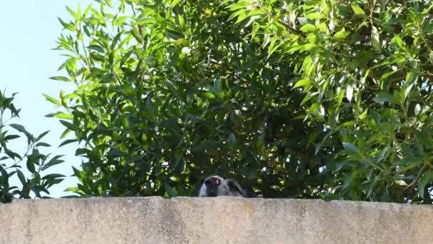 Ladridos Perros Área Casa Para Proteger — Vídeos de Stock