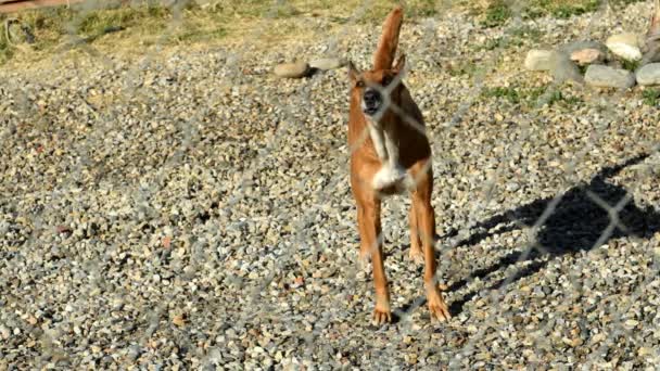 Ladridos Perros Área Casa Para Proteger — Vídeos de Stock