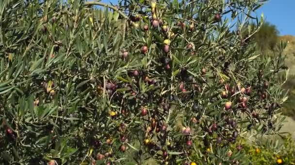 スペインの丘の上の果樹園で古いオリーブの木 ドリーショット — ストック動画