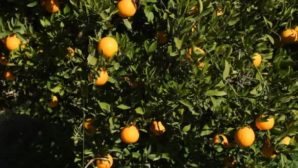 Oranje Boom Met Rijp Oranje Dolly Shot — Stockvideo