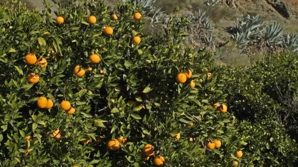 Orange Tree Ripe Orange Dolly Shot — Stock Video