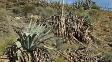 Dolly, Endülüs 'te, İspanya çölünde, Agave Americana' da yüzyılın bitkisinin görüntüsünü çekti. 
