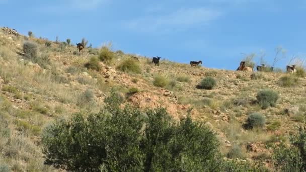 Colina Donde Pastan Una Manada Cabras Andalucía España Dolly Shot — Vídeo de stock