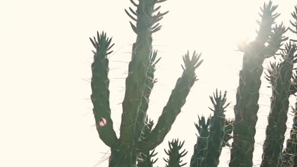 Miękki Aparat Ruchomy Ostrość Kaktusy Pajęczyna Promienie Słoneczne — Wideo stockowe