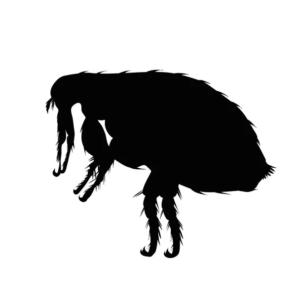 Vektor Silhouette Von Floh Auf Weißem Hintergrund Symbol Für Parasiten — Stockvektor