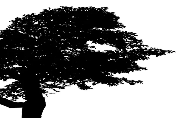 Silhouet van de boom. — Stockvector