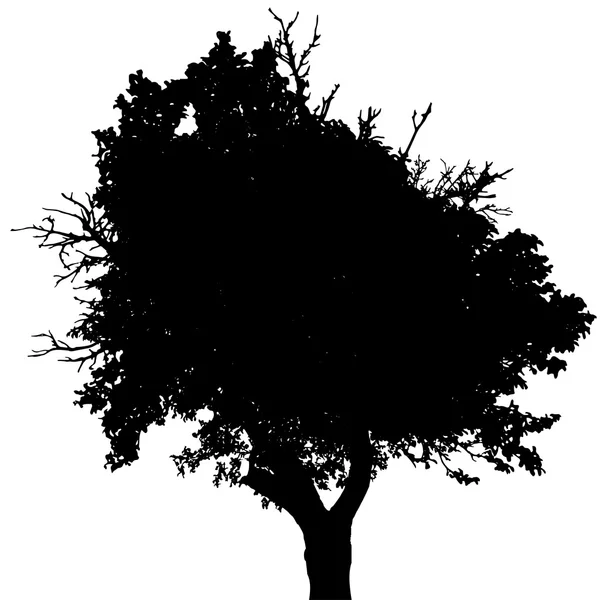 Silhouet van de boom. — Stockvector