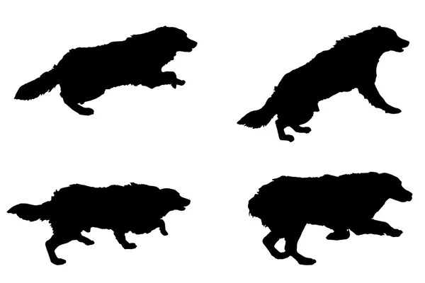 Zwart silhouet van een honden — Stockvector