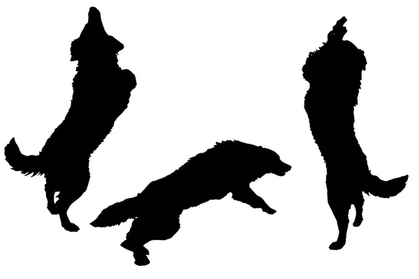 Black silhouette of a dogs — Stock Vector