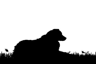 bir köpek doğada silüeti.