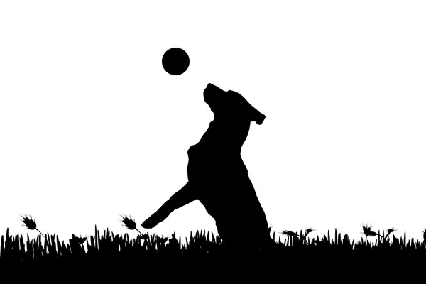 Silhouet van een hond in de natuur. — Stockvector