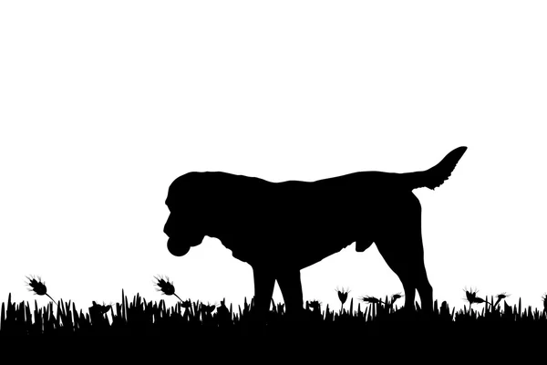 Silhouette di un cane in natura . — Vettoriale Stock